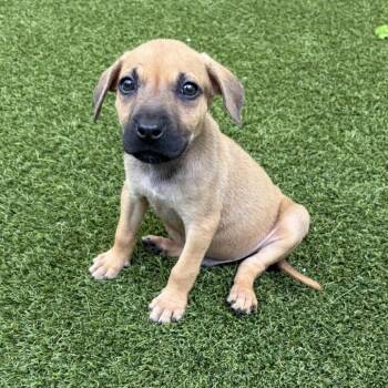 Mixed Breed Dogs Available for Adoption in Loxahatchee Groves, Florida - Grissy 7022 | PetCurious