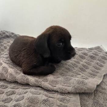 Millie -  Mixed Breed Dog for Adoption in Tonopah, Arizona - Millie | PetCurious