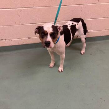 Mixed Breed Dogs Available for Adoption - Peter | PetCurious