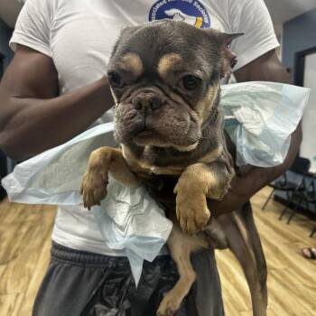 AHNJ-Stray-120848 -  French Bulldog Dog for Adoption in Newark, New Jersey - AHNJ-Stray-120848 | PetCurious