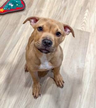 Power -  American Staffordshire Terrier Dog for Adoption in Indianapolis, Indiana - Power | PetCurious