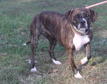 Rescue Boxer Dogs for Adoption in Marietta, Ohio - Sophie | PetCurious