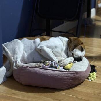 Trixie Marie -  Treeing Walker Coonhound Dog for Adoption in Harrisonburg, Virginia - Trixie Marie | PetCurious