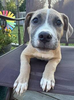 Maisie -  Labrador Retriever and Pit Bull Terrier Dog for Adoption in Greenlawn, New York - Maisie | PetCurious