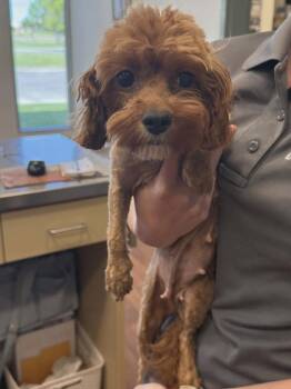 Pipsqueak -  Poodle Dog for Adoption in Millcreek, Utah - Pipsqueak | PetCurious