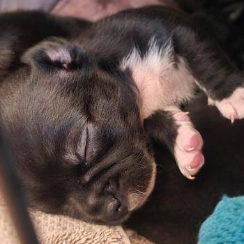 Alexis -  Mixed Breed Dog for Adoption in Fredericksburg, Virginia - Alexis | PetCurious