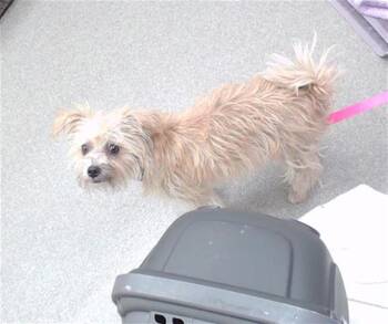 ELIZABETH -  Cairn Terrier and Mixed Breed Dog for Adoption in Omaha, Nebraska - ELIZABETH | PetCurious