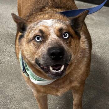 Cattle Dog Dogs Available for Adoption in Bellingham, Washington - Floki | PetCurious
