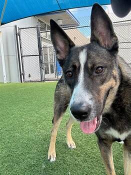 AMBROSE -  Mixed Breed Dog for Adoption in Dallas, Texas - AMBROSE | PetCurious