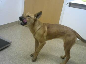 Rescue German Shepherd Dog and Mixed Breed Dogs for Adoption in Albuquerque, New Mexico - CRYAN | PetCurious