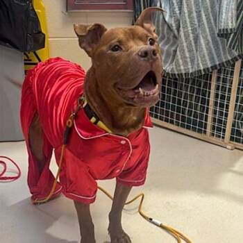 Clancy -  Pit Bull Terrier and Mixed Breed Dog for Adoption in Westland, Michigan - Clancy | PetCurious