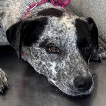 Mixed Breed Dogs Available for Adoption in Las Cruces, New Mexico - 107246 | PetCurious
