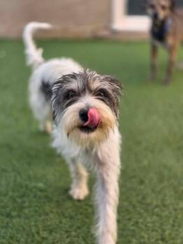 KIT - Keep in Touch -  Tibetan Terrier Dog for Adoption in Phoenix, Arizona - KIT - Keep In Touch | PetCurious