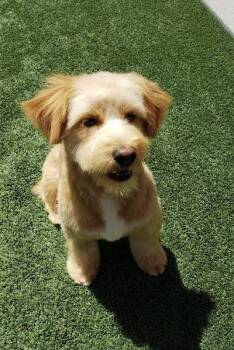Terrier and Poodle Dogs Available for Adoption in Gardena, California - Cody | PetCurious