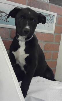 Staffordshire Bull Terrier and Mixed Breed Dogs Available for Adoption in Houston, Texas - A2070564 | PetCurious