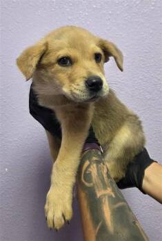 61761763 -  German Shepherd Dog and Mixed Breed Dog for Adoption in El Paso, Texas - 61761763 | PetCurious