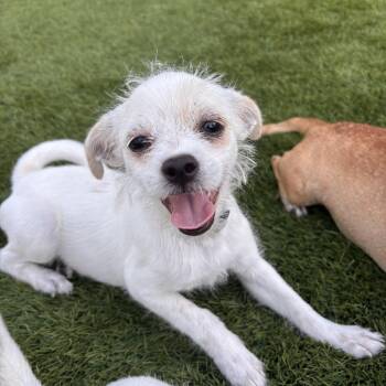 Oliviet -  Chihuahua Dog for Adoption in San Diego, California - Oliviet | PetCurious