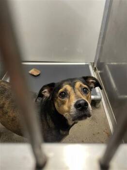 Rescue Mixed Breed Dogs for Adoption in West Chester, Pennsylvania - Honey | PetCurious