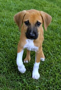 White Sox -  Boxer Dog for Adoption in Lake Geneva, Wisconsin - White Sox | PetCurious