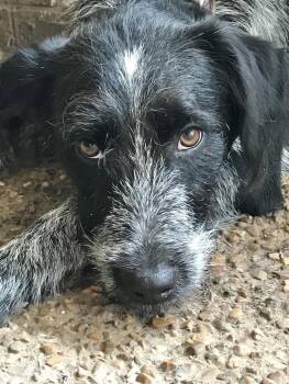 Martha -  Australian Cattle Dog Blue Heeler and Labrador Retriever Dog for Adoption in Manchester, Connecticut - Martha | PetCurious