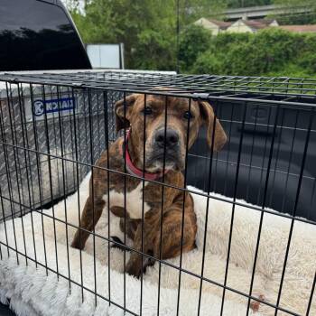 Mixed Breed Dogs Available for Adoption in Huntington, West Virginia - Luna | PetCurious