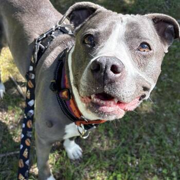Jayda -  Mixed Breed Dog Available for Adoption in South Burlington, Vermont - Jayda | PetCurious