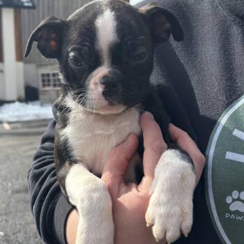 Boston Terrier Dogs Available for Adoption - Taco | PetCurious