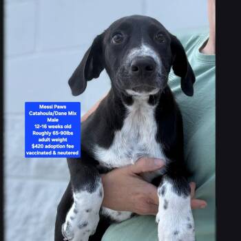 Messi Paws -  Catahoula Leopard Dog and Great Dane Dog for Adoption in Oviedo, Florida - Messi Paws | PetCurious
