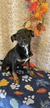 Rescue Mixed Breed Dogs for Adoption in Reidsville, North Carolina - Edward | PetCurious