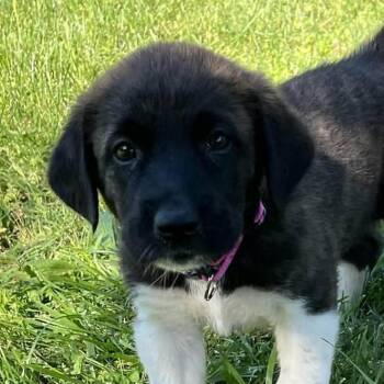German Shepherd Dog and Great Pyrenees Dogs Available for Adoption in Andover, Massachusetts - Miranda Enchanted | PetCurious