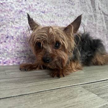Yorkshire Terrier Dogs Available for Adoption in Normal, Illinois - Bowzer | PetCurious