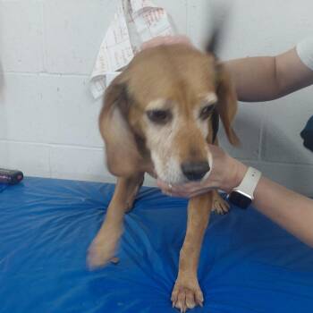Clayton -  Beagle Dog for Adoption in Henderson, Kentucky - Clayton | PetCurious