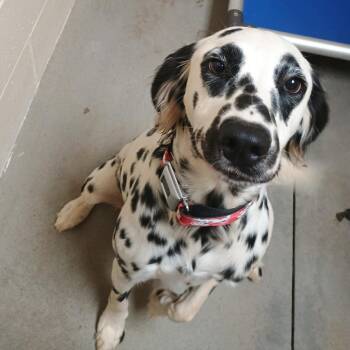 Marshall -  Dalmatian and Mixed Breed Dog for Adoption in Palestine, Texas - Marshall | PetCurious