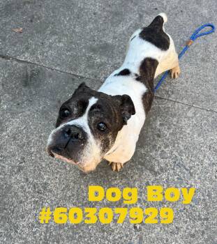 English Bulldog Dogs Available for Adoption - Dog Boy  | PetCurious