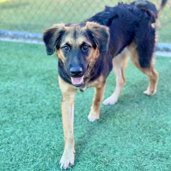German Shepherd Dog Dogs Available for Adoption in Los Angeles, California - Princessa A2247462 | PetCurious