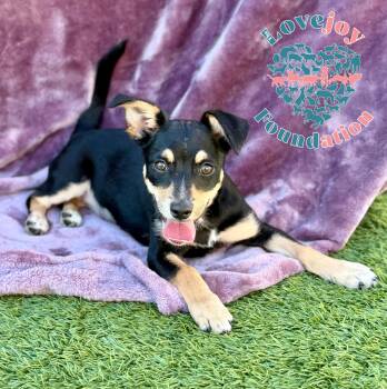 Chihuahua Dogs Available for Adoption - French Fry | PetCurious