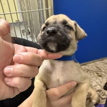 Spider Man -  Mixed Breed Dog for Adoption in Blue Ridge, Georgia - Spider Man | PetCurious