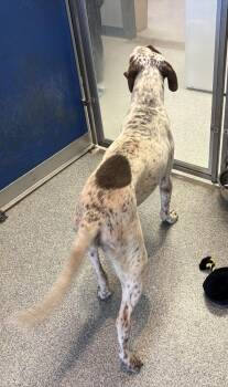 Birdie -  German Shorthaired Pointer and English Pointer Dog for Adoption in Bartlesville, Oklahoma - Birdie | PetCurious