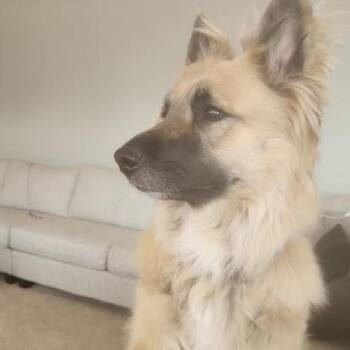 Rescue Collie and Shepherd Dogs for Adoption in Port Barrington, Illinois - Star | PetCurious