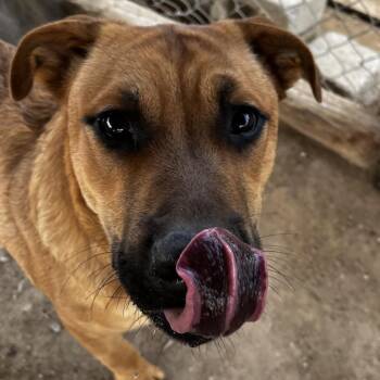 Rescue Shepherd Dogs for Adoption in Fallon, Nevada - Rubble | PetCurious