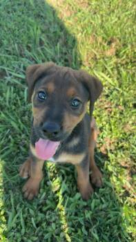 Rufus. 8 weeks old 10 lbs -  Mixed Breed Dog for Adoption in Muldrow, Oklahoma - Rufus. 8 Weeks Old 10 Lbs | PetCurious