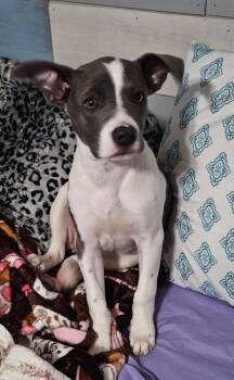 CLEO -  American Bulldog Dog for Adoption in Thompson, Pennsylvania - CLEO | PetCurious