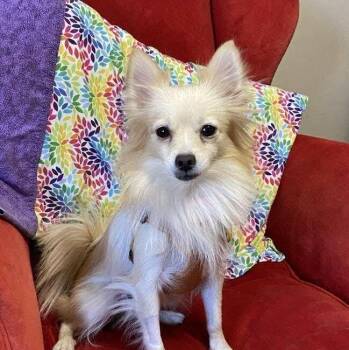 Rescue Chihuahua and Pomeranian Dogs for Adoption in Warren, Rhode Island - Savannah | PetCurious