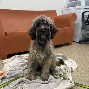 Wheaten Terrier and Mixed Breed Dogs Available for Adoption in Boston, Massachusetts - BASS | PetCurious