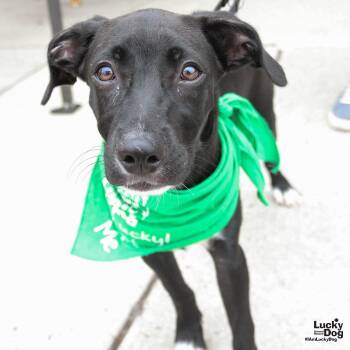 Terrier and Shepherd Dogs Available for Adoption in Washington, District Of Columbia - Pablo | PetCurious