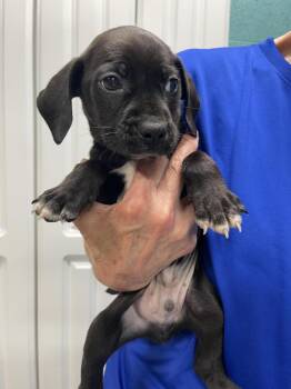 Arlo -  Labrador Retriever and Mixed Breed Dog Available for Adoption in Chattanooga, Tennessee - Arlo | PetCurious