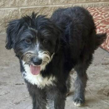 FRANCESCA -  Border Collie Dog for Adoption in Houston, Texas - FRANCESCA | PetCurious
