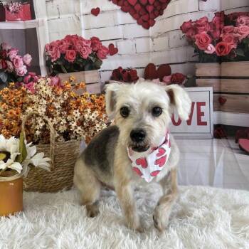 Morkie Dogs Available for Adoption - Bravo | PetCurious