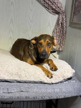 Rescue Shepherd Dogs for Adoption in Opelousas, Louisiana - Wendy | PetCurious