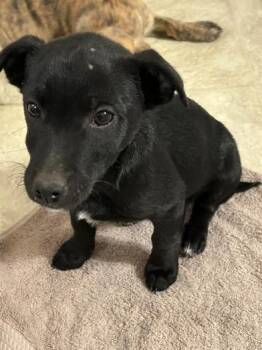 Cattle Dog and Shepherd Dogs Available for Adoption - Thumper | PetCurious